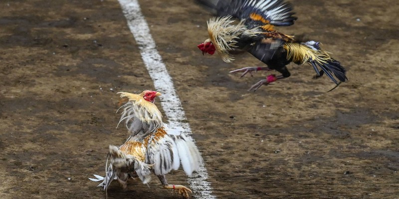 Bật mí mẹo chơi đá gà Philippines