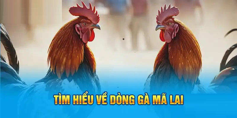 Gà Mã Lai - “Chiến binh” được yêu thích trong giới đá gà