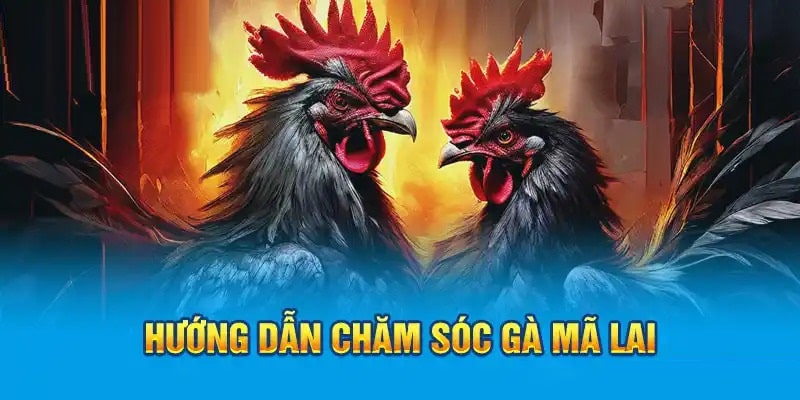 Chia sẻ chi tiết về cách chăm sóc gà Mã Lai khoa học, hiệu quả