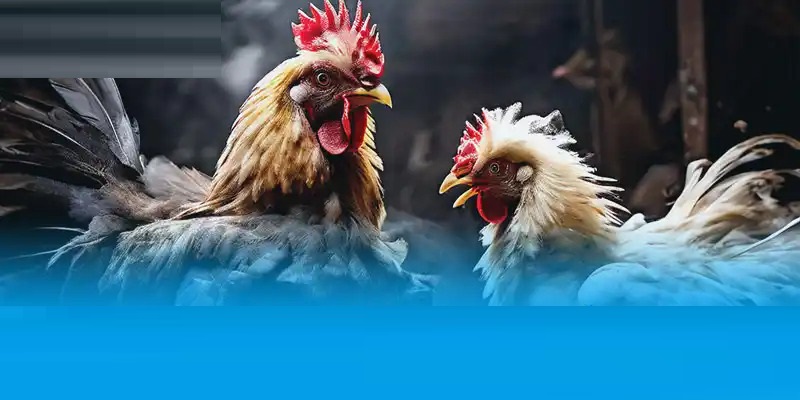 Nhiều điều cần chú ý trong cách chăm sóc gà Mã Lai