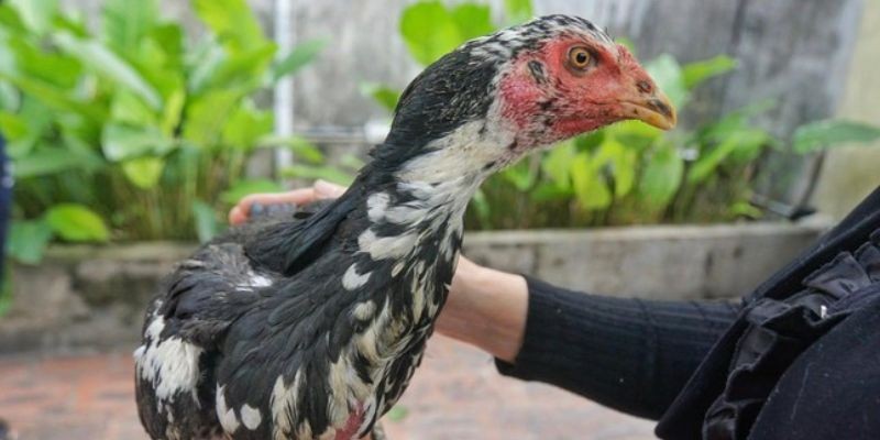 Bí quyết giúp gà mọc lông nhanh gọn gàng nhất để chiến kê trở nên mạnh mẽ