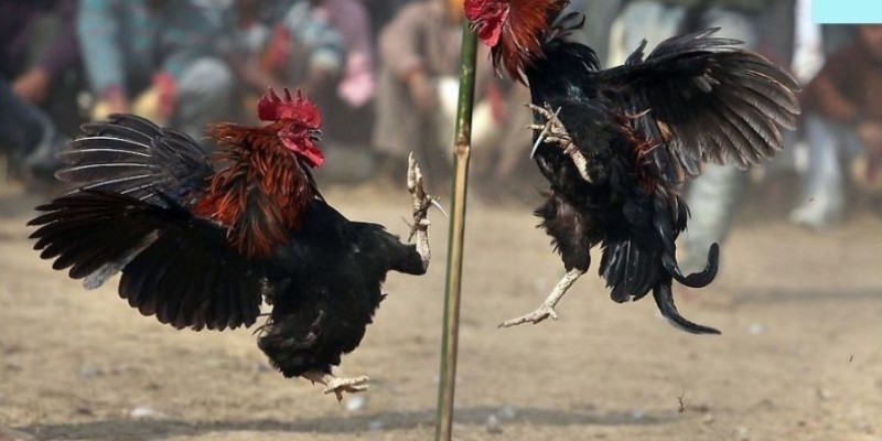 Thông tin về đá gà Philippines