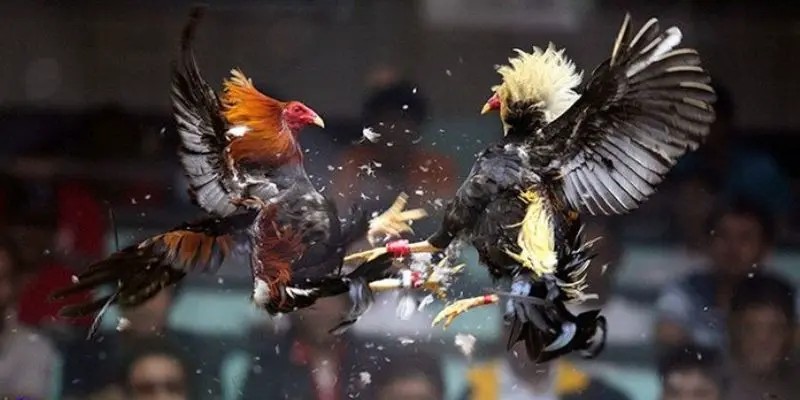 Xem tướng gà đá là gì?